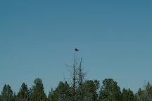 Bald Eagle at Joe Sweet Pond