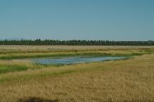 Fairchild Swamp