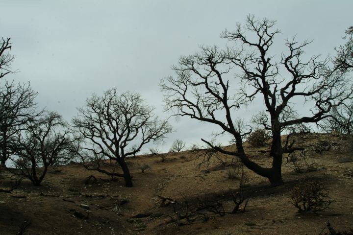 Mojave Desert Preserve Camping