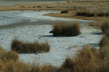 Marsh area on Zzxyz Road