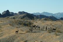 Wild Burros