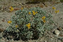 Flowers at Needle Mountains