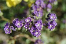 Flowers at Needle Mountains