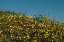 Flowers in the Springtime