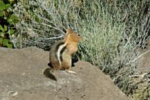 Chipmunk from Road 9720