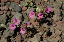 Wildflowers at Cinder Pit