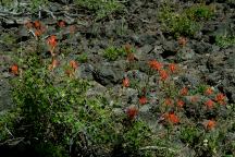 Wildflowers at Lava Cast Forest