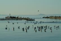 Birds at Niland Boat Ramp