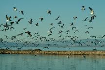 Birds at Niland Boat Ramp