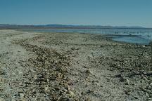 Shoreline covered with dead fish