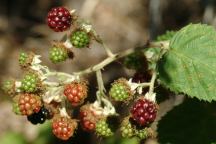 Blackberries July 16, 2006