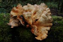 Chicken of the Woods Mushrooms