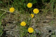 Road#2120 Dandelions... bad news