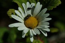 Road#2120 Flowers full of insects.