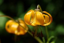 Wild Flowers - June 21, 2006