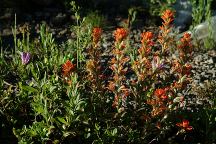 Wildflowers on Warner Ridge