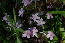 Wildflowers on Warner Ridge