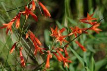 Wildflowers on Warner Ridge