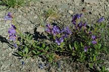 Wildflowers on Warner Ridge