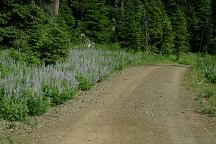 Flowers near Braodway Lava Fields