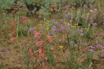 Flowers near Braodway Lava Fields