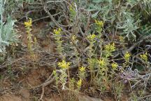 Flowers near Braodway Lava Fields