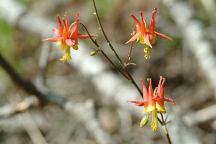 Flowers near Braodway Lava Fields