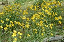 Flowers near Braodway Lava Fields