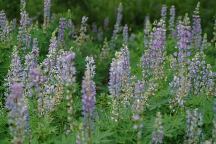 Flowers near Braodway Lava Fields