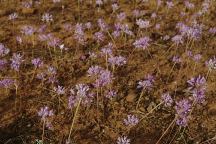 Wildflowers at Cottonwood Pit Campground