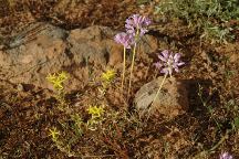 Wildflowers at Cottonwood Pit Campground