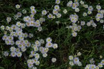 Wildflowers at Cottonwood Pit Campground