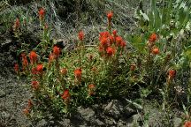 Wildflowers on Road#1690