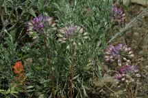 Wildflowers on Road#1690