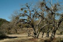 Bear Campground