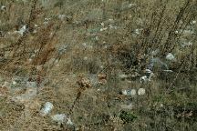 Litter everywhere around Quail Lake