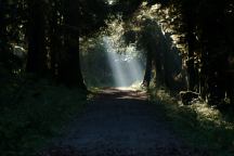 A ray of sunlight