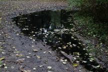 Puddles after a Rainfall