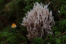 Mushrooms