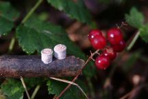 Mystery Mushrooms