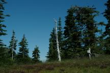 OLYMPIC NATIONAL PARK