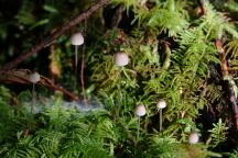 Mushrooms on Road 2220