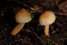 Mushrooms on Road 2220