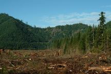 Clearcut on Road 22