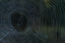 Spider Web