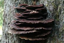 Mushrooms at South Fork Hoh Campground