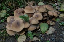 Mushrooms at South Fork Hoh Campground