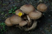 Mushrooms at South Fork Hoh Campground