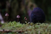 Mushrooms at Upper Clearwater Campground