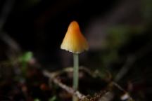 Mushrooms at Upper Clearwater Campground